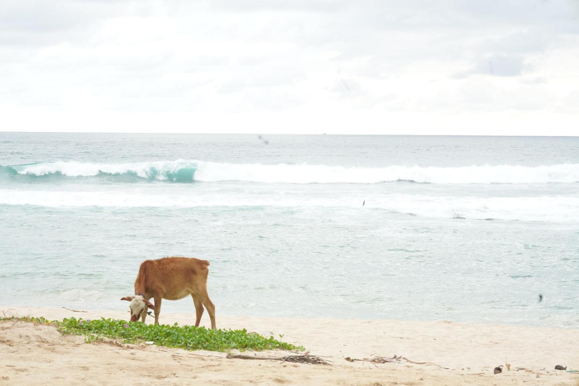 Surf Orchid Villa Weligama Buitenkant foto